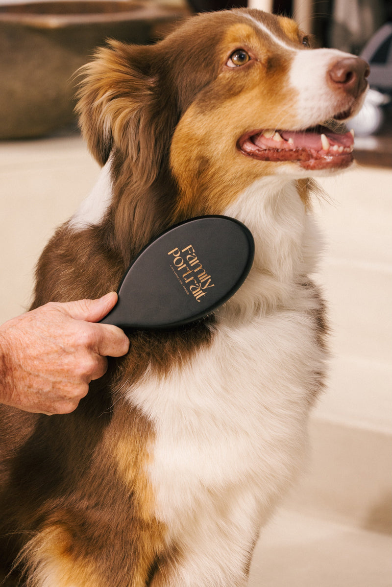 How to look after your dog's coat: when to bathe, groom and brush!