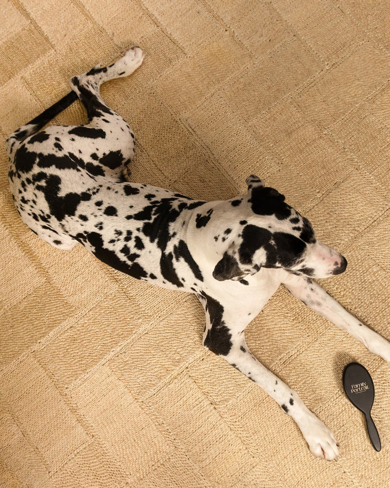 Why Brushing Your Pet Every Day Matters More Than You Think