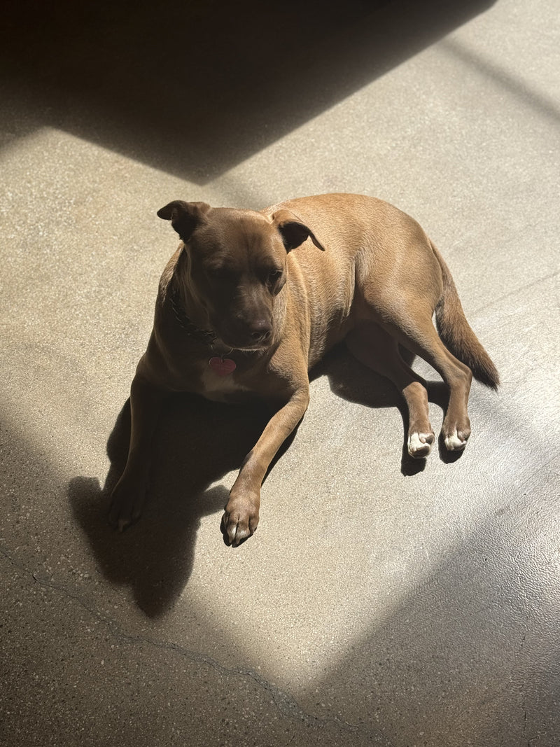 Should I adopt or buy? 8 questions to ask to help you decide