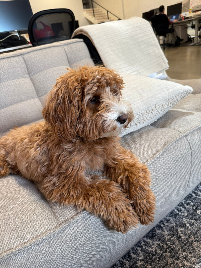 What you need to know when you adopt a dog