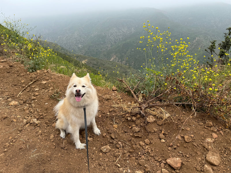 10 advantages of adopting a cat or dog from the shelter