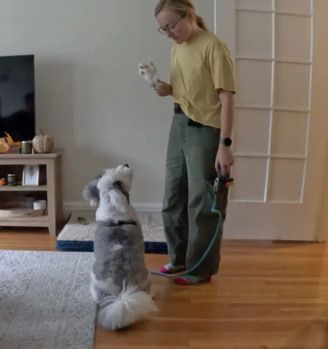 Puppy Training Essentials: Socialization, Grooming & Behavior Guide