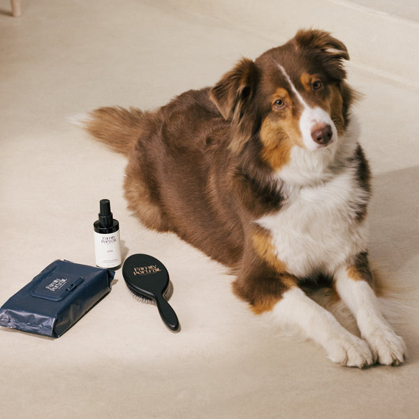 Family Portrait lifestyle photo 2